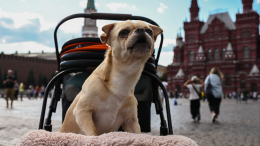 В ДИТ Москвы рассказали о сервисах помощи бездомным животным