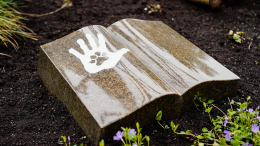 Контакт есть: можно ли пообщаться с умершими питомцами через медиумов