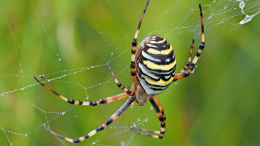 Руками не трогать: что делать при встрече с «эмигрировавшим» пауком-осой