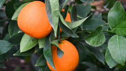 Медицинский миф? Полезно ли на самом деле употреблять цитрусовые во время простуды