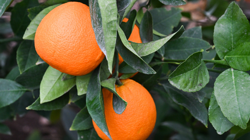 Можно ли есть цитрусовые при простуде