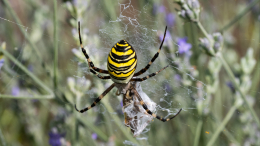 В центральных регионах России распространились пауки-осы