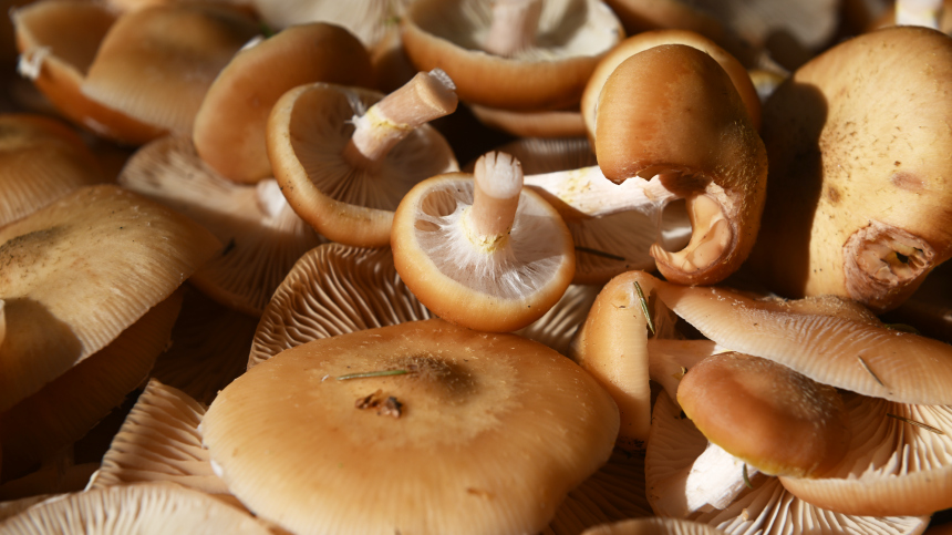 Грибной сезон: как не ошибиться при сборе опят