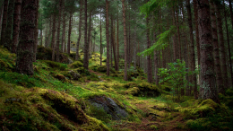 Пара основала в лесу Шотландии африканское королевство Кубала