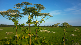 Агрессивные виды: в России может появиться черный список опасной флоры