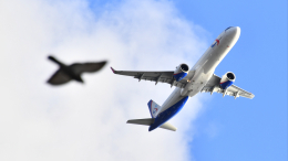 Пассажир скончался на борту рейса Москва—Сочи