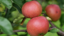 Запретный плод или источник молодости? В чем польза и вред яблок