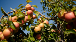 Осень — время забот: как подготовить яблони к следующему сезону