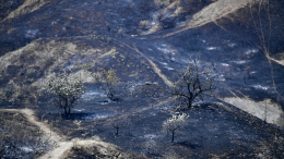 Площадь природного пожара в Крыму достигла семи тысяч гектаров