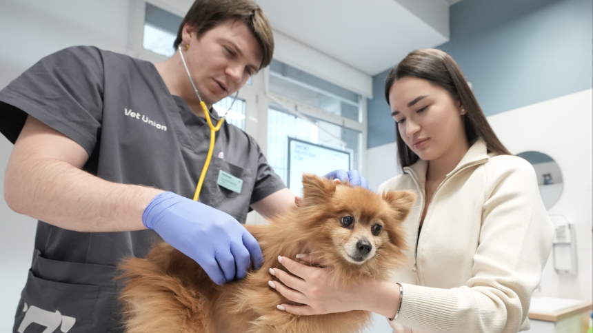 ем могут отравиться кошки и собаки в квартире