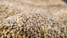 В России ждут резкого падения урожая гречихи: как это отразится на покупателях