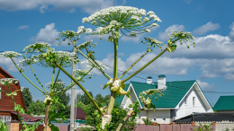 Это правда помогает: назван самый эффективный способ борьбы с борщевиком