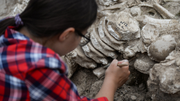 Останки молодого шерстистого мамонта нашли в Краснодарском крае