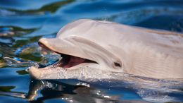 Слетел с катушек: в Великобритании дельфин пытался утопить двух женщин