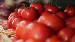 Время томатов: советы по сборке урожая