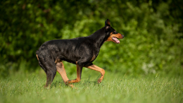 Первое в России уголовное дело за самовыгул собаки возбудили в Мурманской области