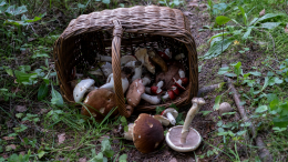 Лесные убийцы: что делать при отравлении грибами