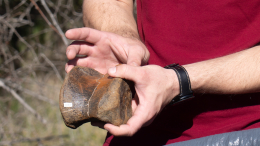 Массивные шипы: ученые нашли динозавра с броней в Атласских горах