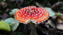 В России набирают популярность опасные «грибные ретриты» с мухоморами
