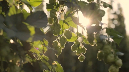 В России ожидают рекордный урожай хмеля