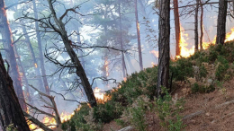 Площадь лесного пожара в Геленджике достигла почти 40 гектаров