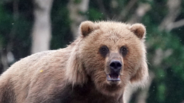 На Аляске женщина чудом спаслась от медведя во время пробежки