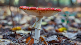 Забирают все здоровье: в чем опасность «грибных ретритов»