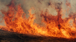 Огнем в Крыму охвачены почти 150 гектаров