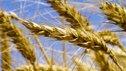 «Становятся более востребованными»: агроном о перспективах российских сортов пивоваренного ячменя