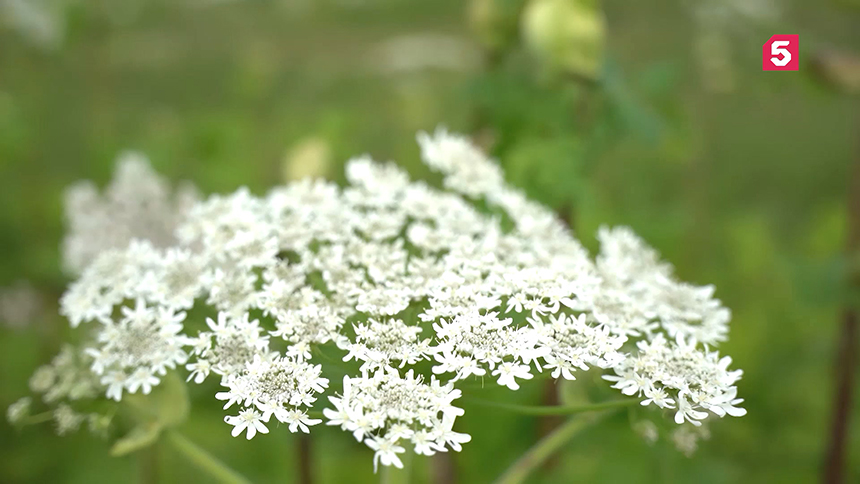Семьдесят шестой выпуск