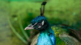 Индийские павлины поселились на ВДНХ