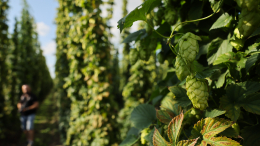Зеленое золото: где растет самый экологически чистый в мире хмель