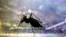 Чикунгунья уже в России: что важно знать о лихорадке и как спасти свою жизнь