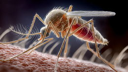 Комары, змеи и клещи: как не превратить отдых на природе в кошмар