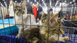 Животные-доноры и кто за это платит: женщина разводила дорогих котов ради их крови