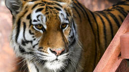 Путин напомнил, что самый большой в мире тигр — российский