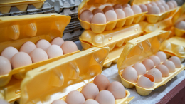 Россия поставила куриные яйца в США