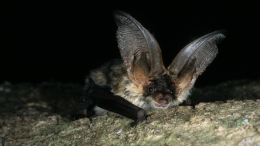 Опять летучие мыши: ученые обнаружили у рукокрылых новый вирус