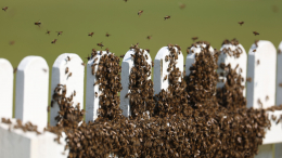 Убийственный рой: пчелы до смерти закусали свою хозяйку