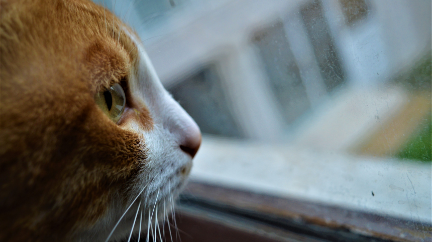 Депрессия у кошек