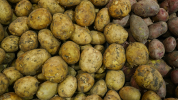 Готовимся к зиме заранее: эксперт рассказала, как правильно хранить картофель