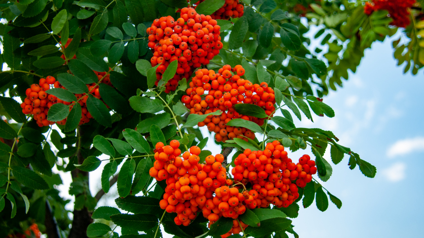 Два Пимена и Анфиса Рябинница: что можно и нельзя делать 9 сентября