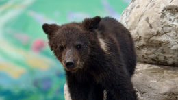 Упавшего в яму с отходами медвежонка спасли на Камчатке