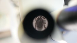 Симптомы похожи на грипп: клещи в Подмосковье разносят опасную инфекцию