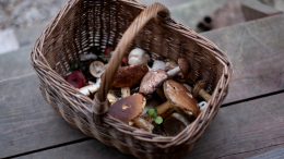 Миколог Вишневский назвал причину аномального грибного бума