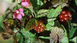 Арктическая малина: редкая ягода по 25 тысяч рублей стала хитом в Москве