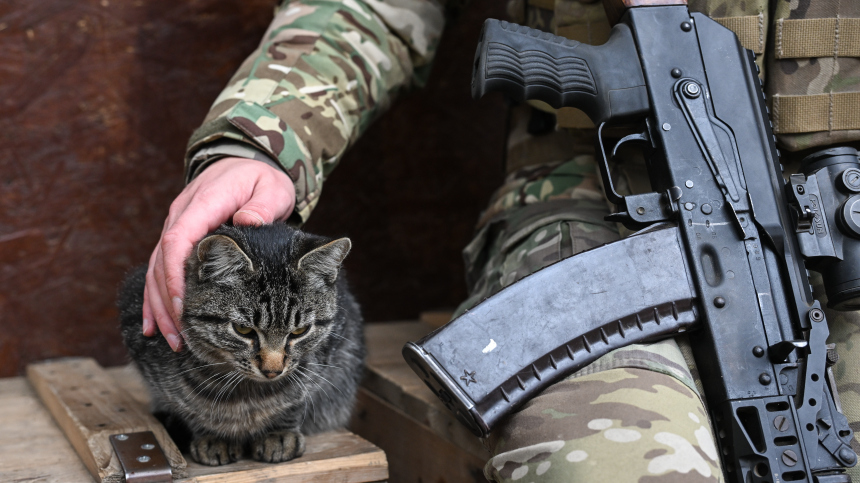Кошка спасла жизнь осетинского бойца на запорожском фронте