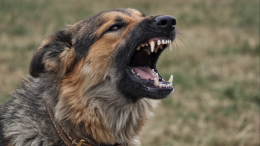 Травмы головы и шеи: в Австралии собака растерзала 17-летнюю девушку