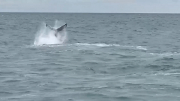 На Камчатке продолжается операция по спасению детеныша косатки