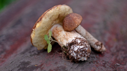 Старичок-боровичок: какими полезными свойствами обладает белый гриб